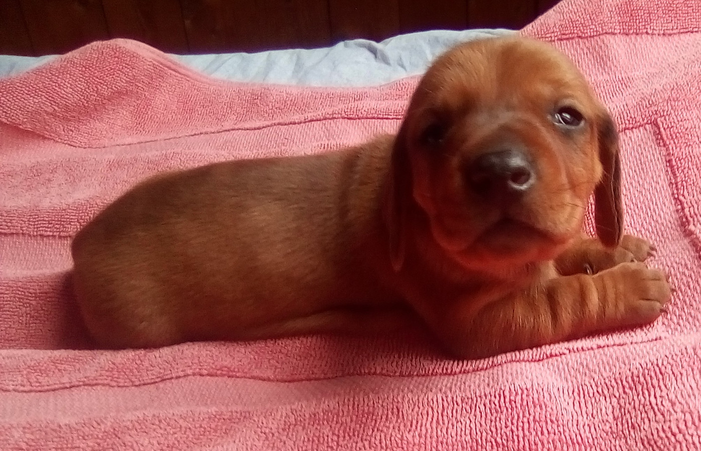 D'amour Du Cap De L'eau - Chiots disponibles - Teckel poil ras