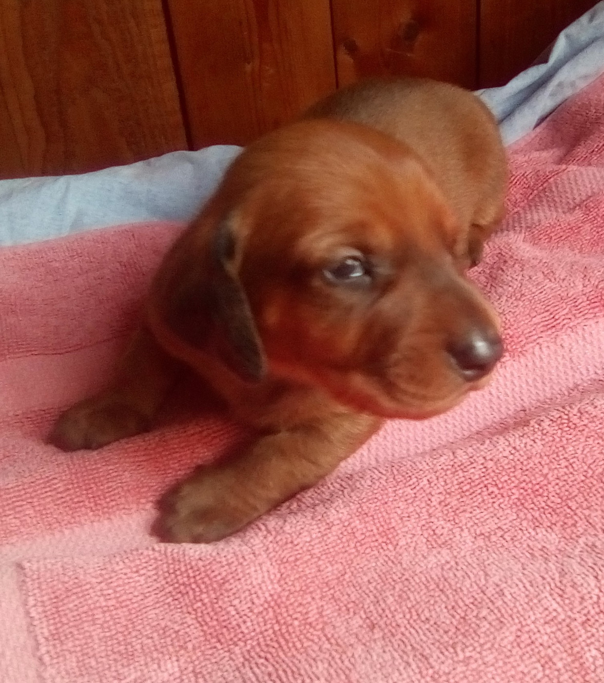 D'amour Du Cap De L'eau - Chiots disponibles - Teckel poil ras