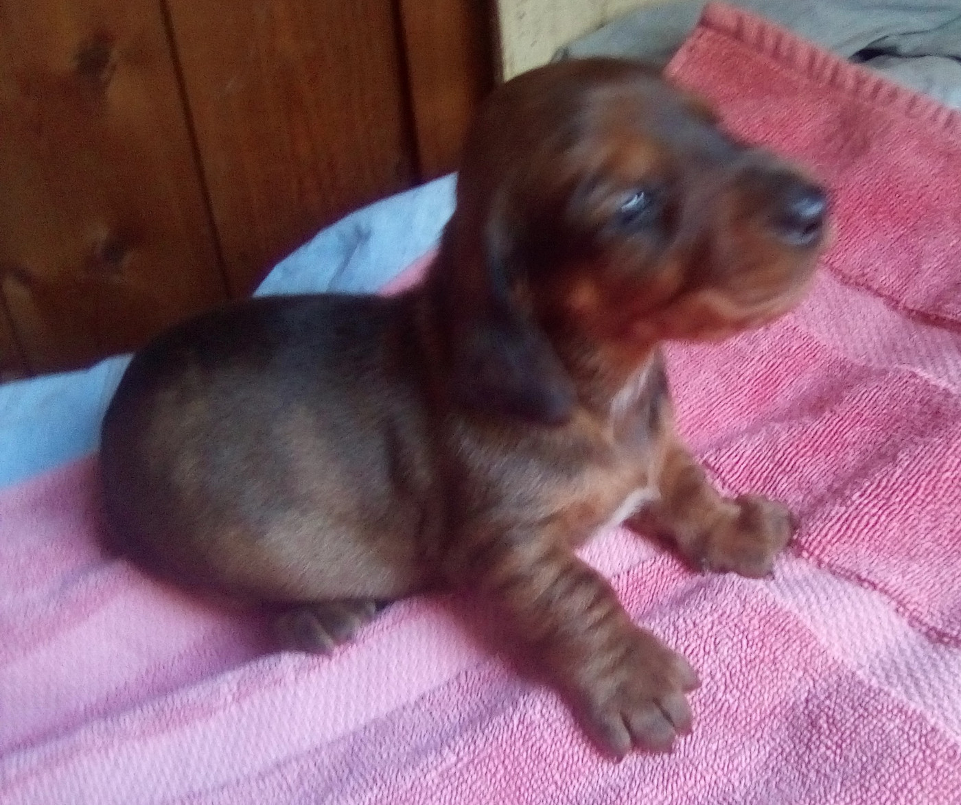 D'amour Du Cap De L'eau - Chiots disponibles - Teckel poil ras