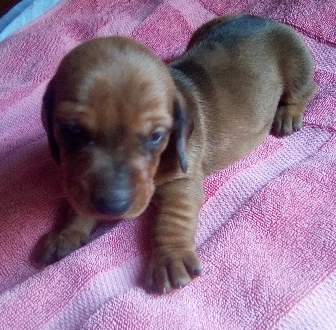 D'amour Du Cap De L'eau - Chiots disponibles - Teckel poil ras