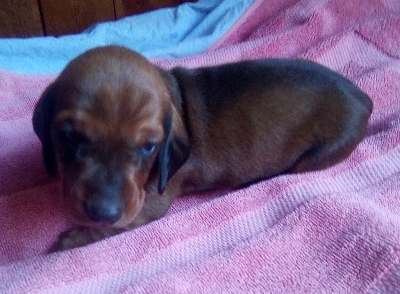 D'amour Du Cap De L'eau - Chiots disponibles - Teckel poil ras
