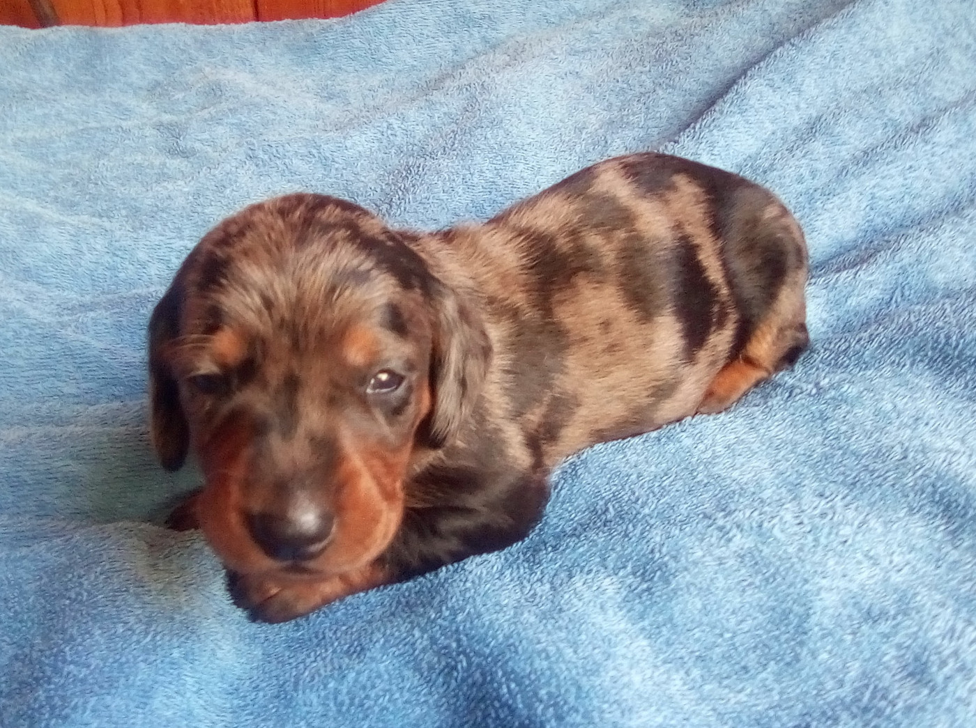 D'amour Du Cap De L'eau - Chiots disponibles - Teckel poil ras