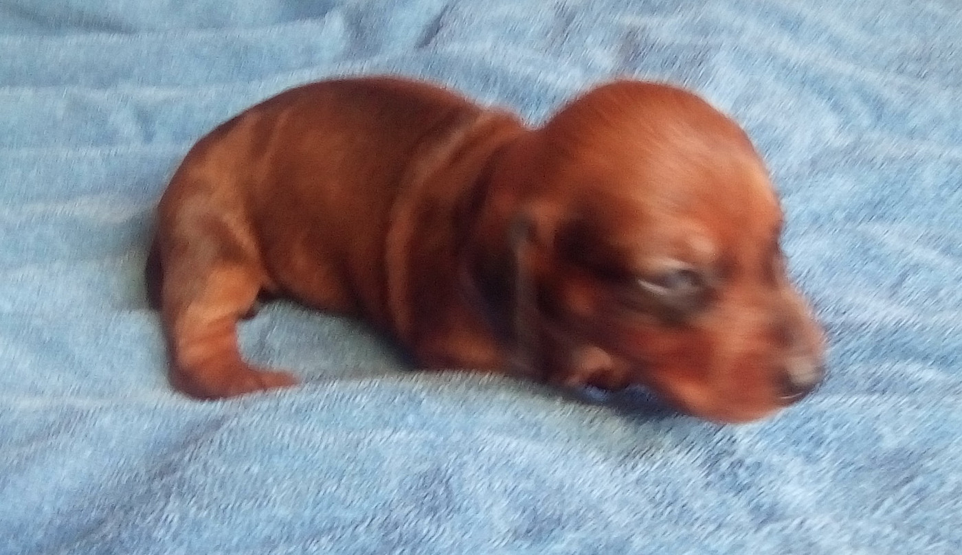D'amour Du Cap De L'eau - Chiots disponibles - Teckel poil ras