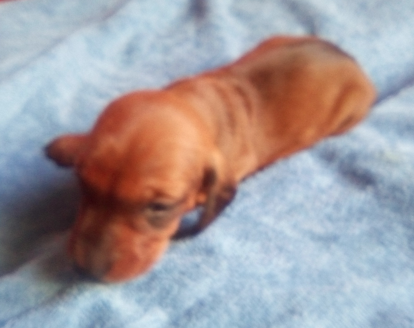D'amour Du Cap De L'eau - Chiots disponibles - Teckel poil ras