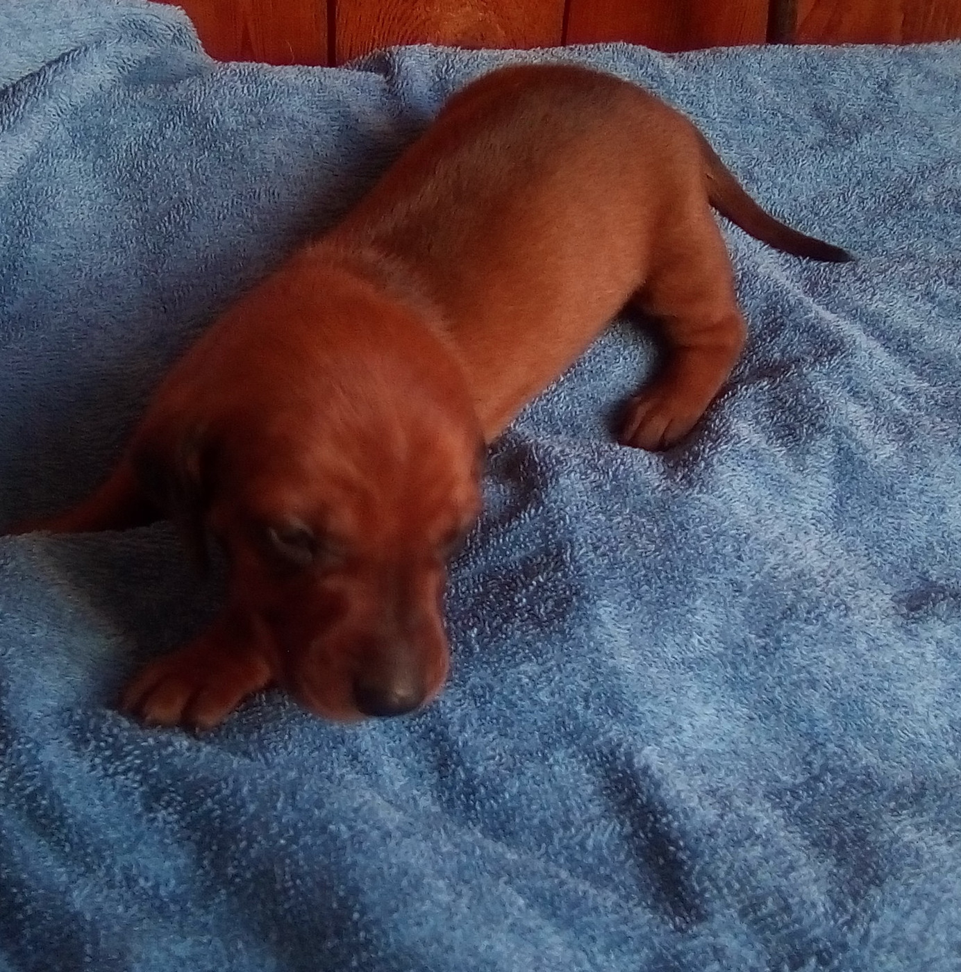 D'amour Du Cap De L'eau - Chiots disponibles - Teckel poil ras