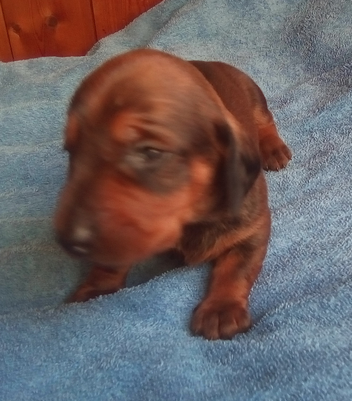 D'amour Du Cap De L'eau - Chiots disponibles - Teckel poil ras