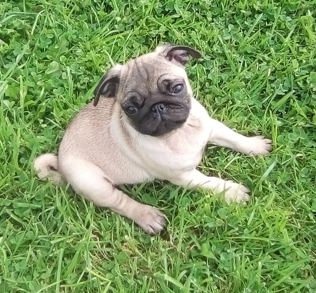 D'amour Du Cap De L'eau - Chiots disponibles - Carlin