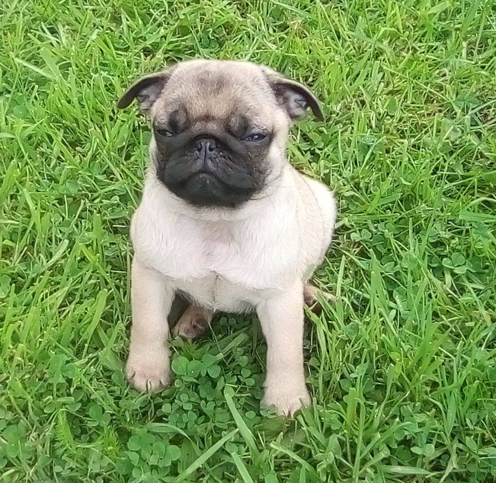 D'amour Du Cap De L'eau - Chiots disponibles - Carlin